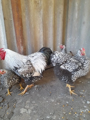 Familie Wiandotte argintiu, Brahma Uriaș și rase pitice de expoziție  - imagine 2