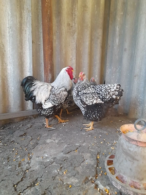 Familie Wiandotte argintiu, Brahma Uriaș și rase pitice de expoziție 