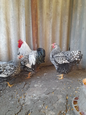 Familie Wiandotte argintiu, Brahma Uriaș și rase pitice de expoziție  - imagine 3