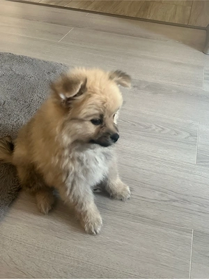 pomeranian spitz pitic