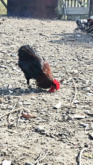 Cocos Araucana tanar de 1 an  - imagine 3