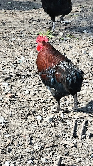 Cocos Araucana tanar de 1 an  - imagine 2