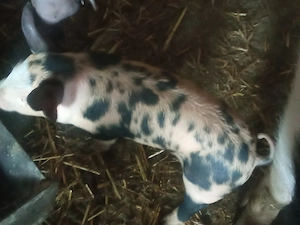 Purcei 6 saptamani - imagine 2