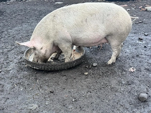 Porci de rasa intre 90-180 kg  - imagine 2