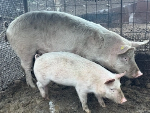 Porci de rasa intre 90-180 kg 