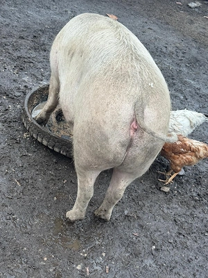 Porci de rasa intre 90-180 kg  - imagine 4