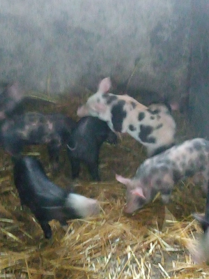 Purcei 6 saptamani - imagine 4