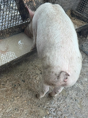 Porci de rasa intre 90-180 kg  - imagine 3