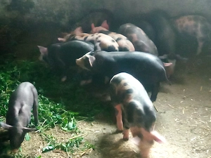 Purcei 6 saptamani - imagine 3