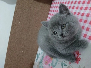   Vand Scotish fold - imagine 2