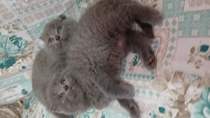   Vand Scotish fold - imagine 3