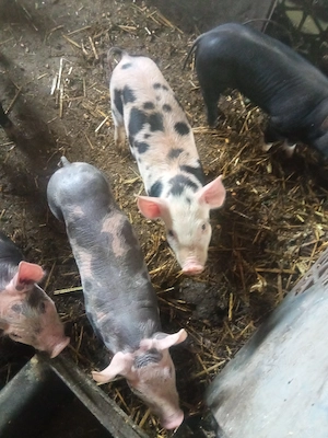 Purcei 6 saptamani - imagine 5