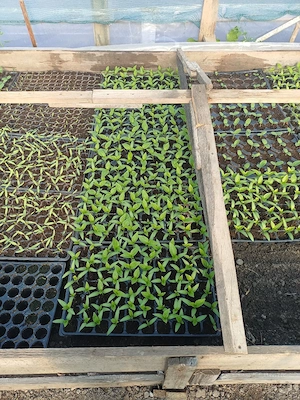 Vând răsad roșii soiul Optima si Inima Boului - imagine 2