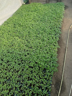 Vând răsad roșii soiul Optima si Inima Boului - imagine 3