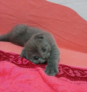 Pui Scotish fold - imagine 4