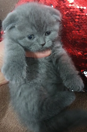 Pui Scotish fold - imagine 3