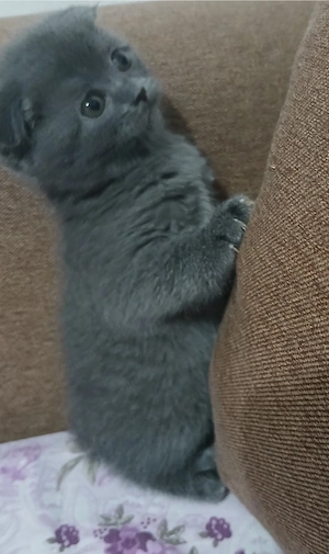 Pui Scotish fold - imagine 2