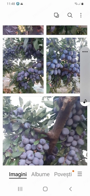 vănd țuică de prune