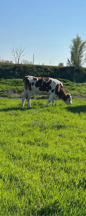 vand doua vaci cu lapte  - imagine 4