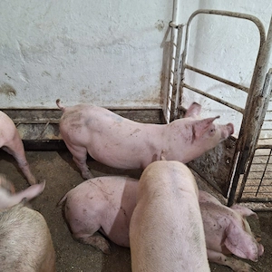 Porci de carne ,,șoldani'' - imagine 2