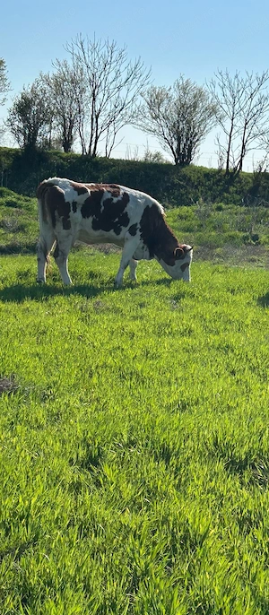 vand doua vaci cu lapte  - imagine 5