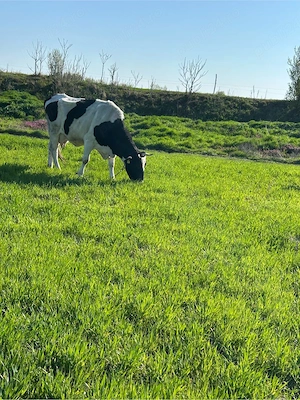 vand doua vaci cu lapte  - imagine 3