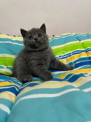 Scotish fold - imagine 2