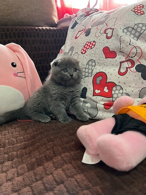 Scotish fold - imagine 4