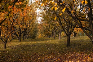 Casa si teren zona deosebita - imagine 3