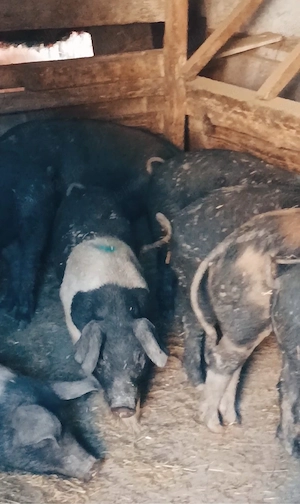 Soldani bazna 50-60 kg