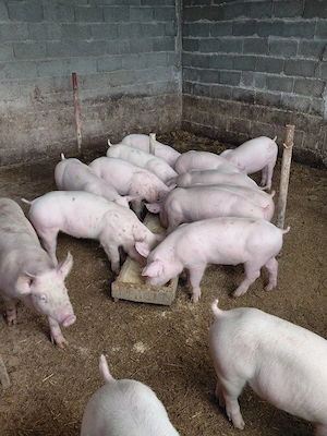 purcei 40 kg  - imagine 3