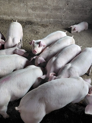 purcei 40 kg  - imagine 2