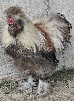 Cocos de matase japonez 