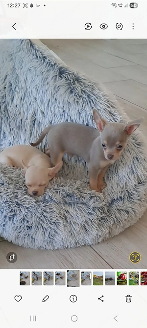Fată si băieți de mini Chihuahua 