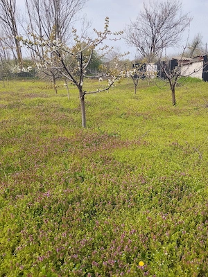 Teren intravilan 1300 mp