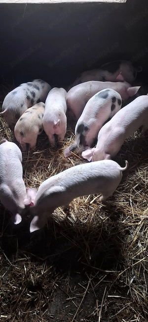 Purcei 8 săptămâni 500 ron