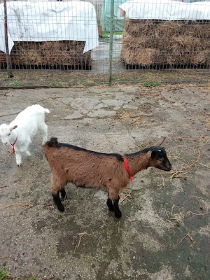 vand ieduta alpin francez