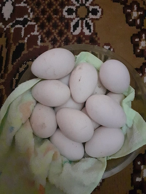 Vând ouă de gâscă