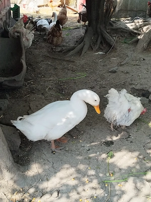 De vanzare  - imagine 2