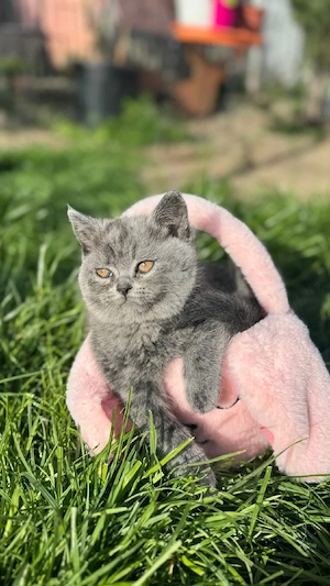 Puiuti British shorthair