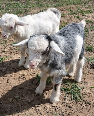 De vanzare o pereche de iezi 