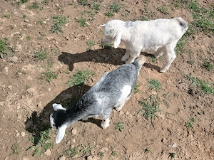 De vanzare o pereche de iezi  - imagine 3