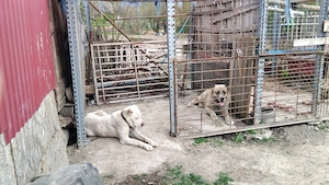 Ciobanesc asia central - imagine 2