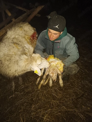 De vanzare branza de oaie ,cu chiag de miel 