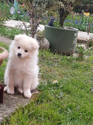 puiuți veseli din grădina.  - imagine 2