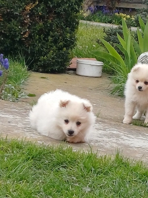 puiuți veseli din grădina.  - imagine 3