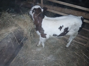 caut om la.animale