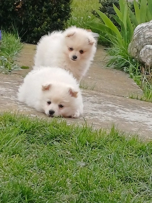 puiuți veseli din grădina. 