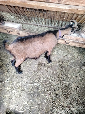 capre de rasa  - imagine 2