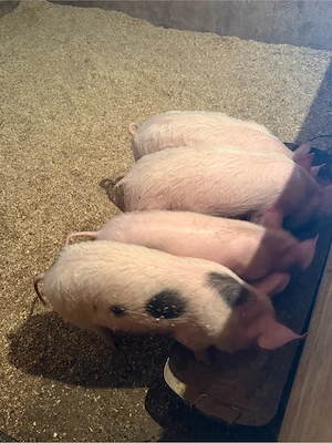 purcei si soldani de vanzare  - imagine 2